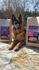 Sucha karma Look4dog CARE Łosoś i pstrąg 6 kg